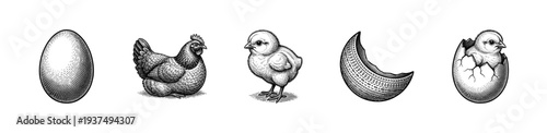 Vintage engraving style set of chicken life cycle icons featuring egg, hen, chick, and hatching process