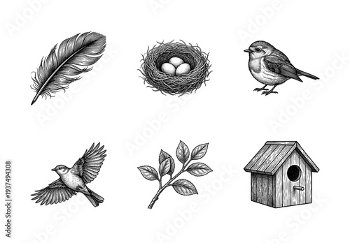 Vintage engraving style bird collection featuring feathered wing, nest with eggs, songbird, flying sparrow, leaf branch, and wooden birdhouse.