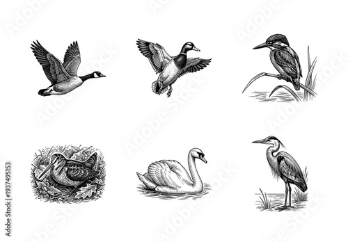 Vintage engraving style collection of water birds including goose mallard kingfisher woodcock swan and heron