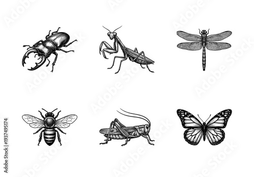 Vintage engraving set of common insects including stag beetle, praying mantis, dragonfly, honey bee, grasshopper, and monarch butterfly.