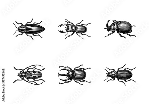 Set of vintage beetle illustrations featuring stag beetle, rhino beetle, and longhorn beetle in a detailed woodcut engraving style