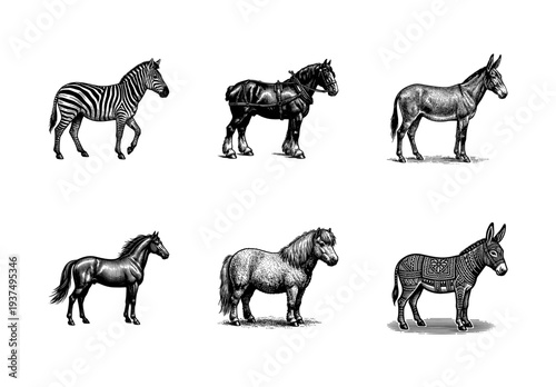 Vintage engraving collection of equines featuring a zebra, draft horse, donkey, stallion, pony, and decorated mule in black and white woodcut style