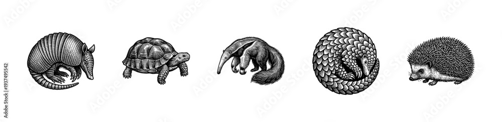 Obraz premium Vintage engraving style animal collection featuring armadillo tortoise anteater pangolin and hedgehog in hand drawn line art