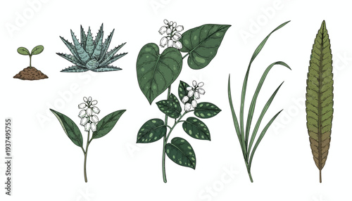 Collection of various green plants and leaves illustrations.
