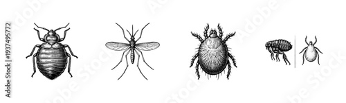 Vintage engraving of common household and parasitic insects including bedbug mosquito mite flea and tick set on white