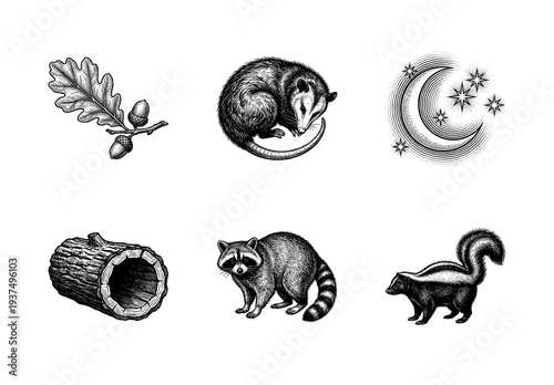 Vintage engraving set of nocturnal forest animals and woodland elements featuring a raccoon, opossum, skunk, hollow log, oak branch, and crescent moon.