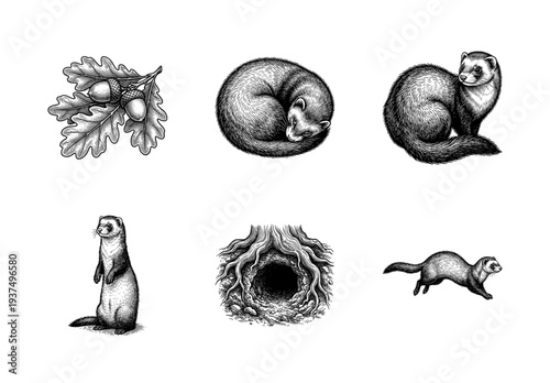 Vintage engraving style collection of ferrets in various poses featuring oak leaves and a burrow entrance