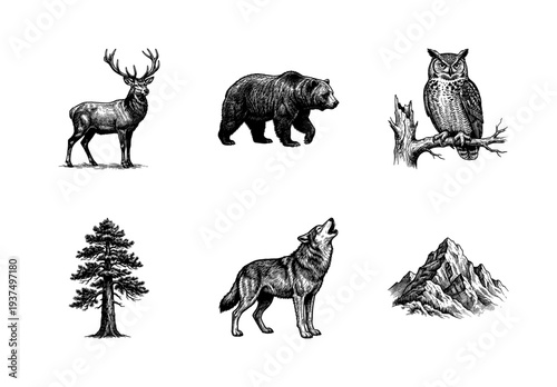 Vintage engraving style illustration collection of forest wildlife including deer bear owl wolf pine tree and mountain range