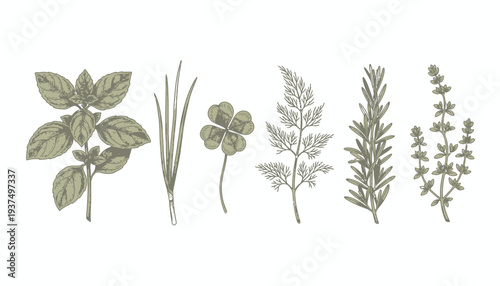 Collection of various herbs and plants in different styles.