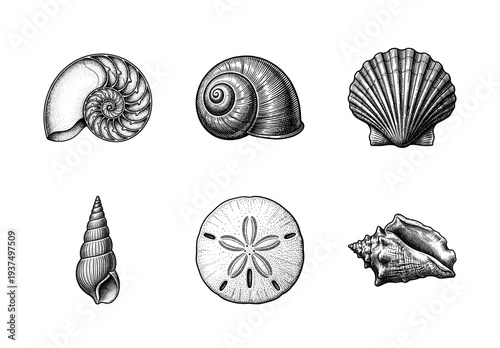 Vintage style engraving collection of various sea shells and marine life including nautilus scallop and sand dollar