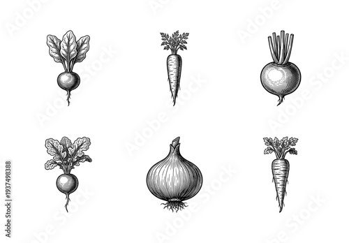 Set of vintage engraved illustrations featuring various root vegetables including carrots, radishes, beets, and onions in a classic woodcut style.