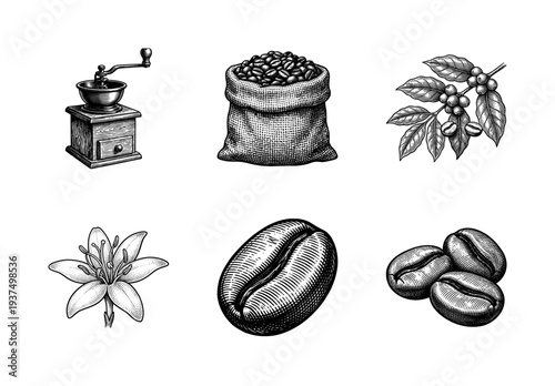 Vintage engraving collection of coffee plant elements including grinder, beans in sack, branch with berries, and flower in a classic woodcut style.