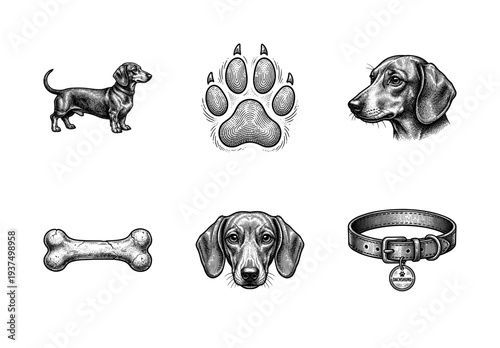Dachshund dog illustration set featuring detailed woodcut style sketches of a full body profile, head portraits, paw print, bone, and leather collar.
