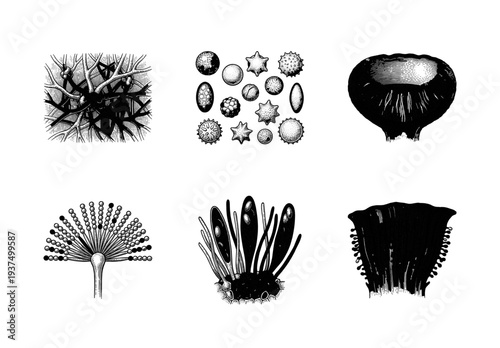 Vintage scientific illustration of fungal structures, spores, and microscopic botanical elements in black and white line art style.
