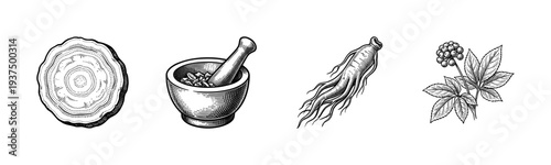 Vintage style botanical illustration of ginseng root, medicinal berries, and mortar and pestle in black and white woodcut engraving.