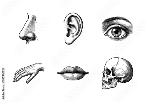 Vintage engraving style collection of human anatomy features including eye ear nose lips hand and skull on white background