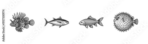 Vintage engraving style set of fish illustrations including lionfish tuna carp and pufferfish in black and white line art