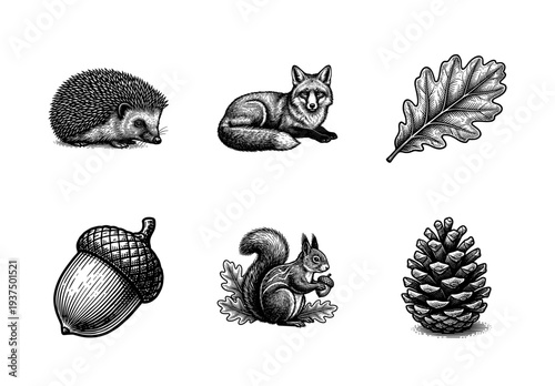 Vintage forest wildlife and botanical engraving collection featuring a fox, hedgehog, squirrel, acorn, oak leaf, and pine cone.