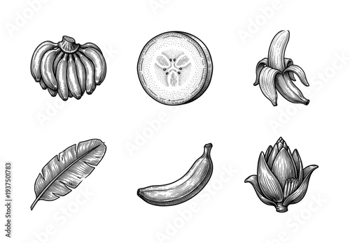 Vintage engraving banana collection featuring a whole cluster, peeled fruit, cross section slice, large tropical leaf, and exotic blossom flower in detailed woodcut style.