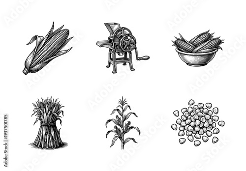 Vintage engraving style corn harvest set featuring corn cob, stalk, antique grinding machine, grain pile, and corn shocks