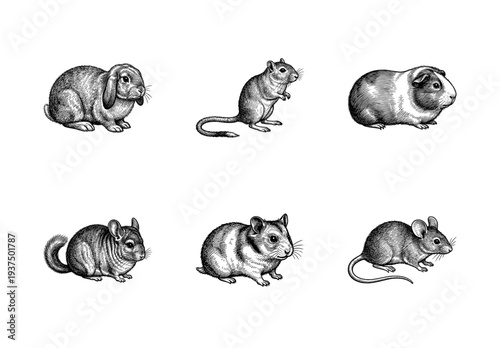 Vintage style engraving collection of small domestic rodents and lagomorphs including rabbit guinea pig hamster and chinchilla