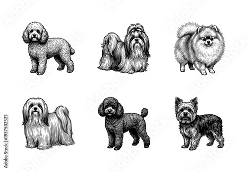 Collection of small dog breeds in detailed black and white vintage engraving style including poodle shih tzu pomeranian and terrier