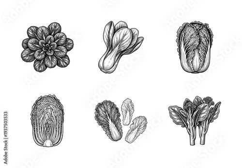 Vintage engraving style collection of Asian leafy vegetables including bok choy, napa cabbage, and gai lan isolated on white