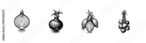 Vintage style engraving of onions showing various stages from a single cross section to a braided bundle in black and white line art