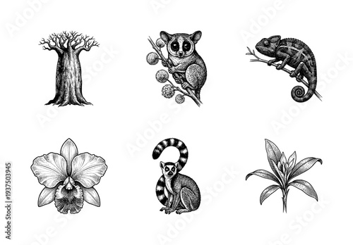 Vintage engraving collection of Madagascar flora and fauna including lemurs, baobab tree, chameleon, and orchids