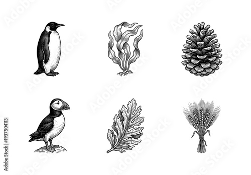 Vintage etching illustration set featuring wild animals and botanical elements including penguin puffin pinecone seaweed and wheat stalks.