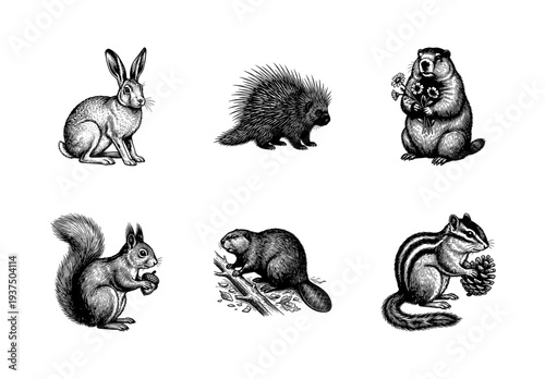 Set of vintage woodcut style illustrations featuring forest animals including rabbit, porcupine, groundhog, squirrel, beaver, and chipmunk