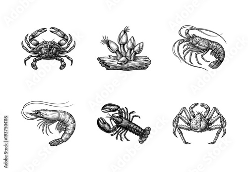 Vintage engraving style collection of marine crustaceans including crab, lobster, shrimp, and barnacles on a white background