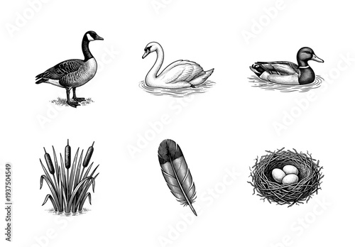Vintage engraving set of waterfowl and pond life featuring a goose, swan, mallard duck, cattails, feather, and bird nest with eggs.