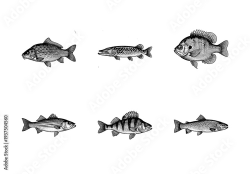 Vintage style engraving collection of various freshwater fish species including carp pike sunfish bass perch and trout isolated on white