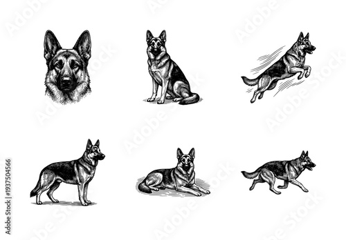 German shepherd dog collection in vintage woodcut style featuring various poses including sitting standing jumping and running