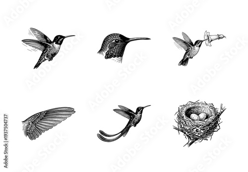 Vintage hummingbird illustration set featuring birds in flight, detailed wing anatomy, feeding behavior, and a natural nest with eggs in woodcut style.