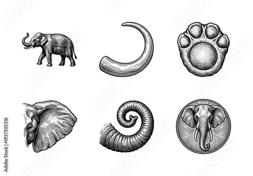 Engraved elephant illustration set featuring a full animal, tusk, footprint, ear, trunk, and circular emblem in a vintage woodcut style