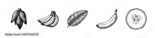 Vintage hand drawn engraving style banana collection featuring whole fruit, bunch, sliced cross section, tropical leaf, and blossom bud.