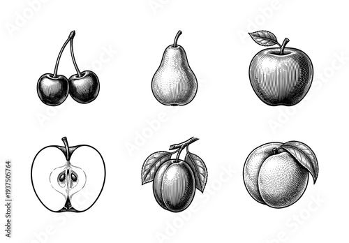 Vintage engraving style collection of assorted fruits featuring cherry pear apple plum and peach illustrations on a plain white background