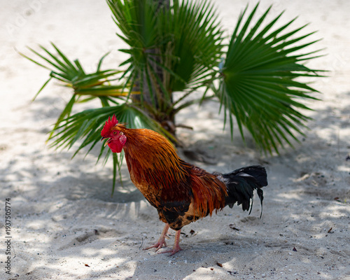Roosters of Grand Cayman island...