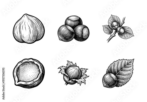 Vintage hazelnut botanical illustration set featuring whole nuts, shelled kernels, and organic leaves in a detailed woodcut engraving style.