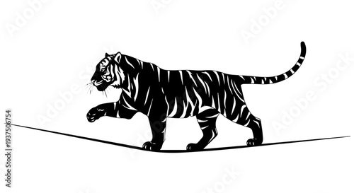Tiger Balancing on a Tightrope