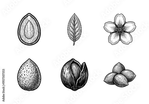 Vintage engraving of almond botanical elements including whole nuts in shells, shelled kernels, serrated leaf, and blossoming flower