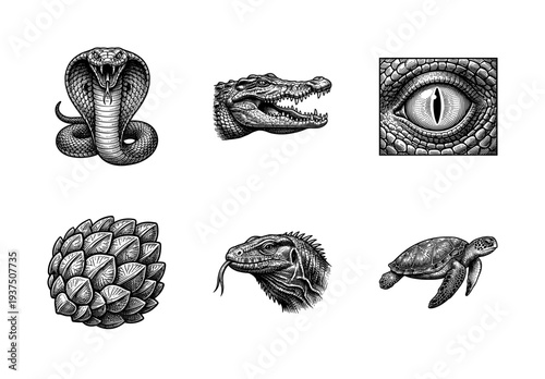 Vintage engraving collection of reptile illustrations featuring a cobra, crocodile, turtle, and lizard in a detailed woodcut style