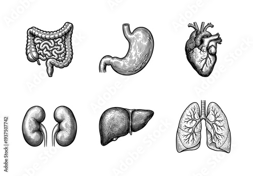 Vintage engraving style collection of internal human organs including heart lungs liver kidneys stomach and intestines