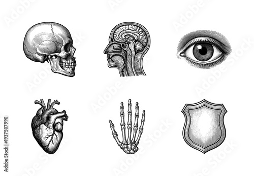 Vintage engraving collection of human anatomy and medical illustrations featuring skull, brain, eye, heart, hand skeleton, and crest shield.