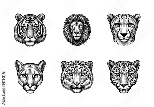 Set of wild cat heads featuring tiger lion cheetah puma snow leopard and jaguar in detailed monochrome woodcut engraving style