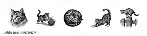 Set of vintage feline sketches featuring a cat head, playing kitten, sleeping pet, stretching tabby, and cat on a fence in woodcut engraving style