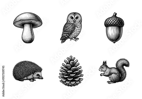 Vintage woodland collection of forest animals and plants in black and white hand drawn engraving style