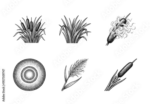 Set of botanical sketches featuring common bulrush, cattail plants, and marsh grass in a classic woodcut engraving style